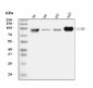 Anti-ICAM1 Antibody Picoband™ (monoclonal, 6F2C3)